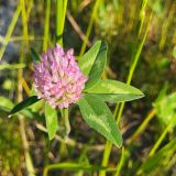 Trifolium pratense