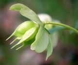 Helleborus viridis