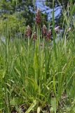 Anacamptis coriophora. Зацветающие растения. Крым, Севастополь, Ай-Петринская яйла, мочажина, высочка. 08.06.2025.