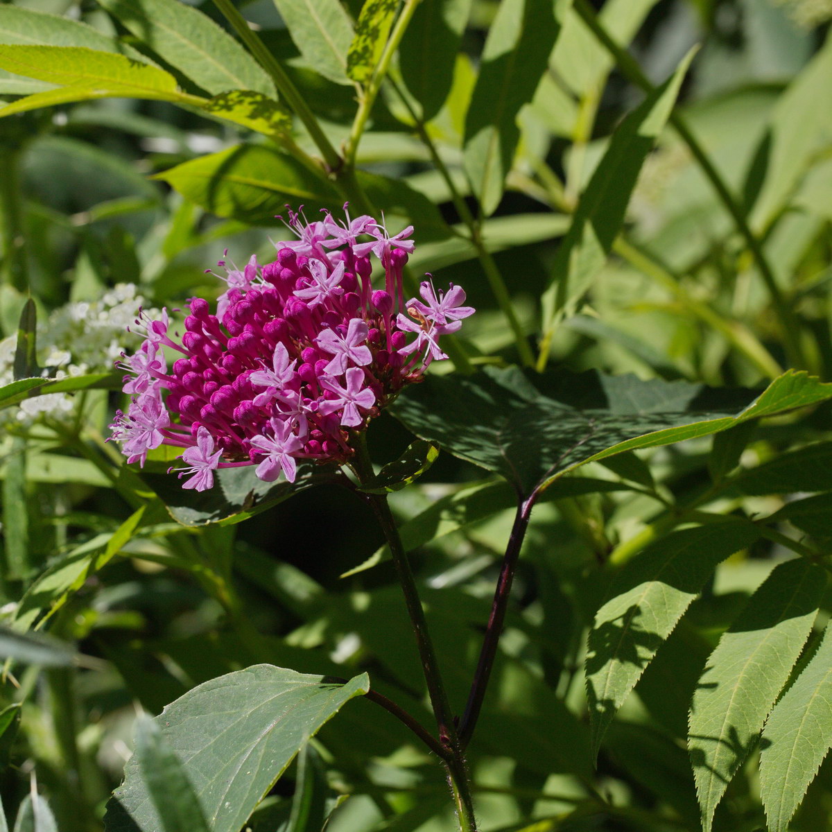 Изображение особи Clerodendrum bungei.