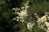 Filipendula ulmaria. Верхушки побегов с соцветиями. Ленинградская обл., Ломоносовский р-н, окр. дер. Низино, берег Старопетергофского канала. 15.07.2025.