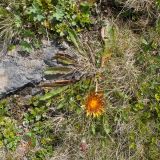 Taraxacum porphyranthum