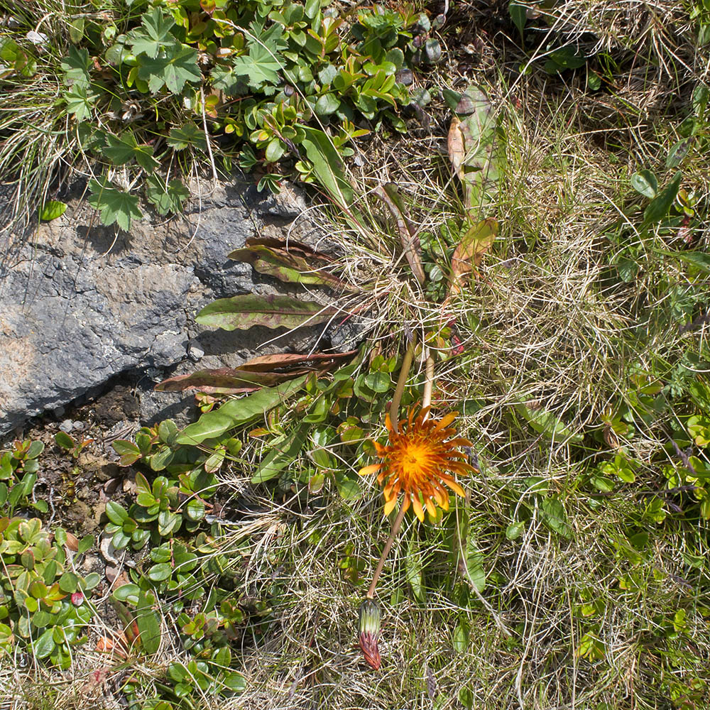 Изображение особи Taraxacum porphyranthum.