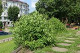 Изображение особи. Автор - Дмитрий Орешкин