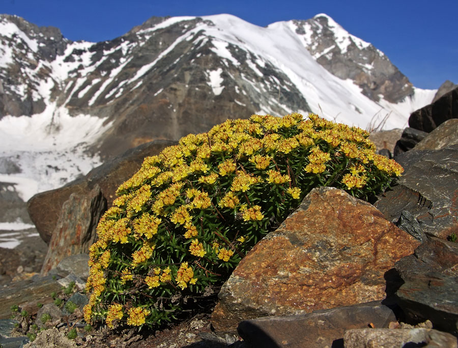 Изображение особи Rhodiola coccinea.