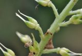 genus Aconitum. Плод. Приморский край, Шкотовский р-н, окр. с. Новонежино, широколиственный лес. 14.09.2025.