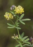 Medicago × varia