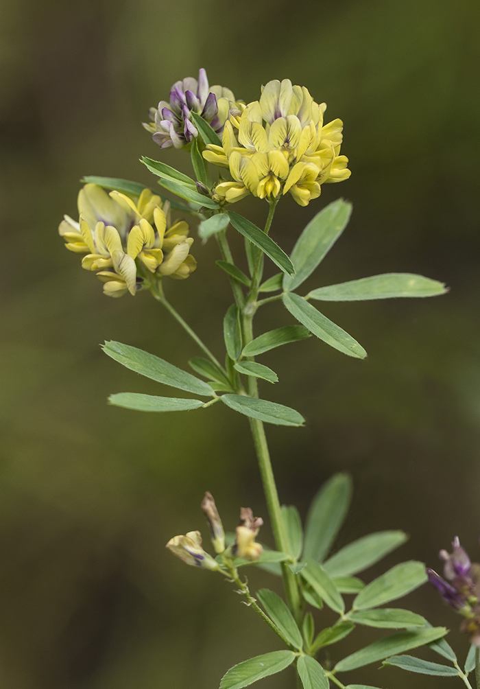 Изображение особи Medicago &times; varia.