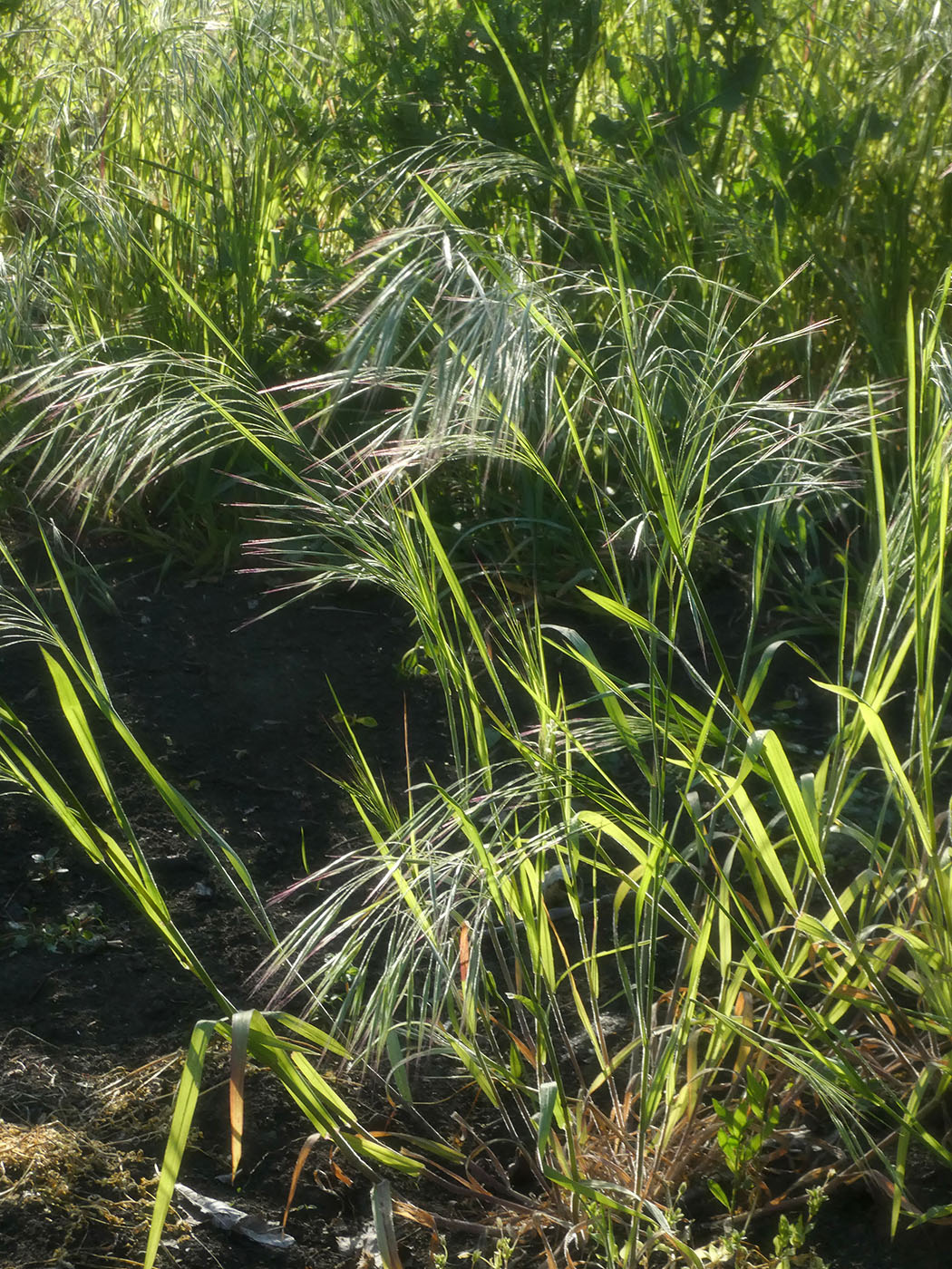 Image of Unknown species specimen.