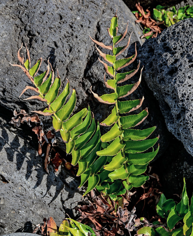 Image of Cyrtomium falcatum specimen.