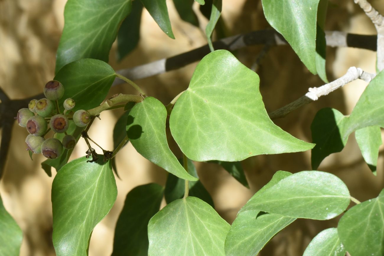 Изображение особи Hedera colchica.