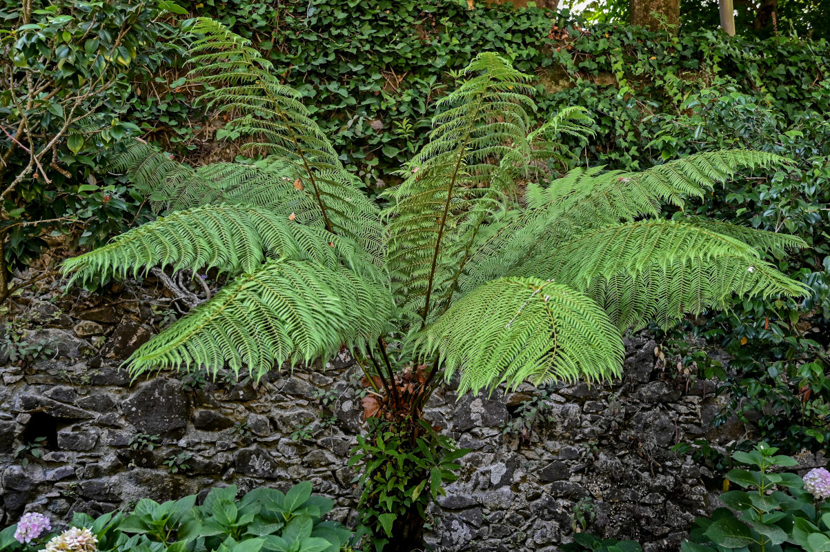 Image of Cyathea cooperi specimen.