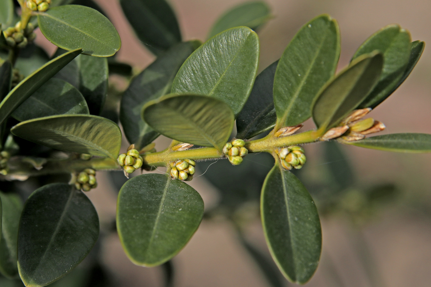 Image of Buxus colchica specimen.