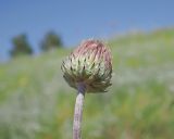 Image of taxon representative. Author is Денис Карацуба