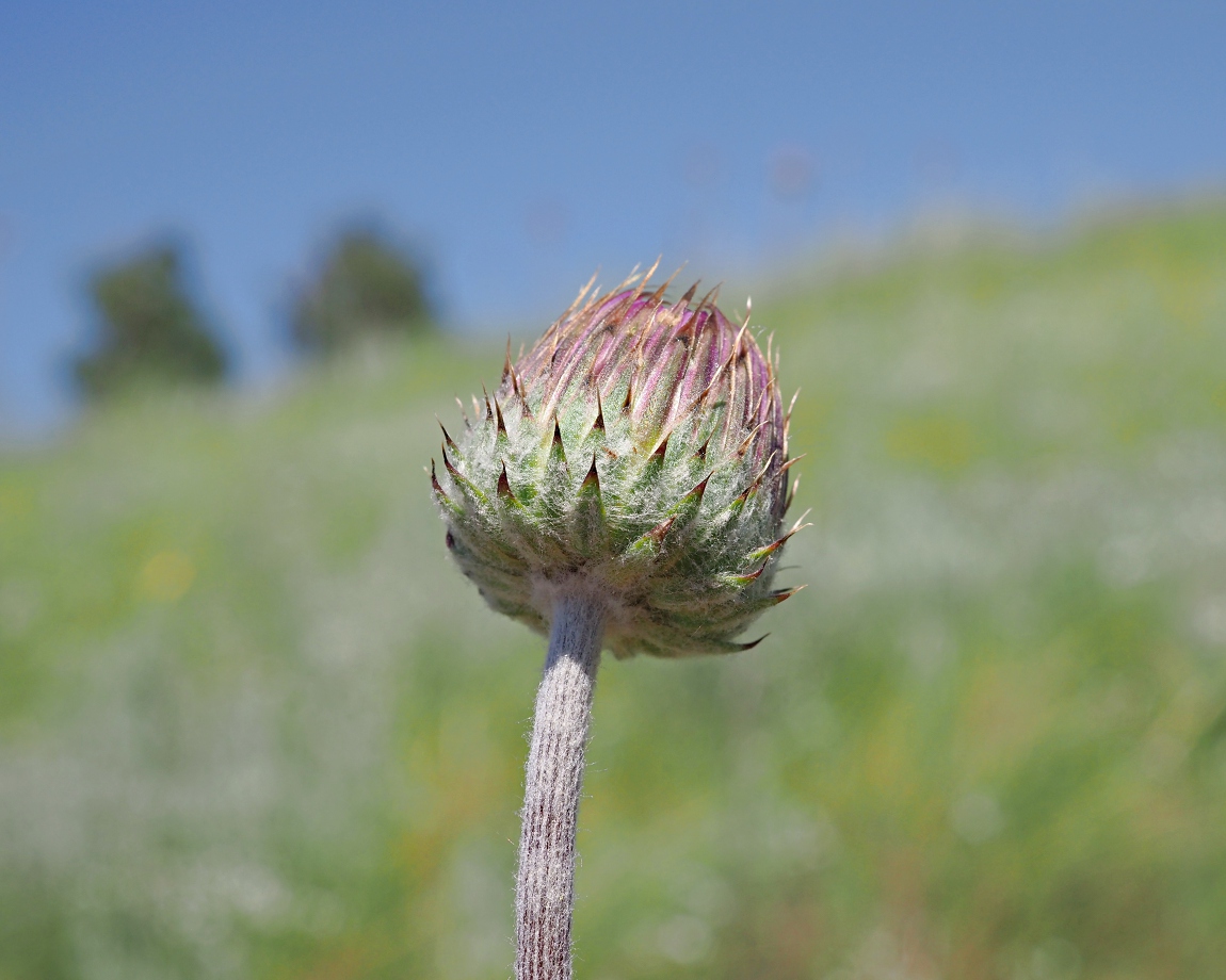Image of Jurinea arachnoidea specimen.