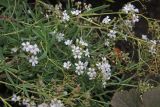 genus Gypsophila. Часть цветущего растения. Белгородская обл., пос. Ракитное, ул. Сосновая, 2, в культуре. 15 сентября 2022 г.