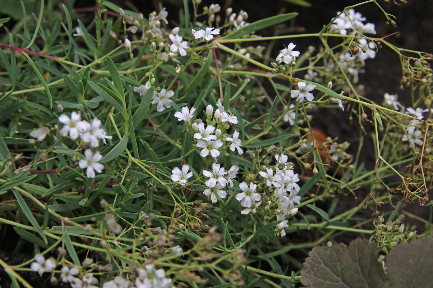 Image of genus Gypsophila specimen.