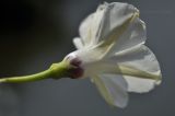 Ipomoea obscura