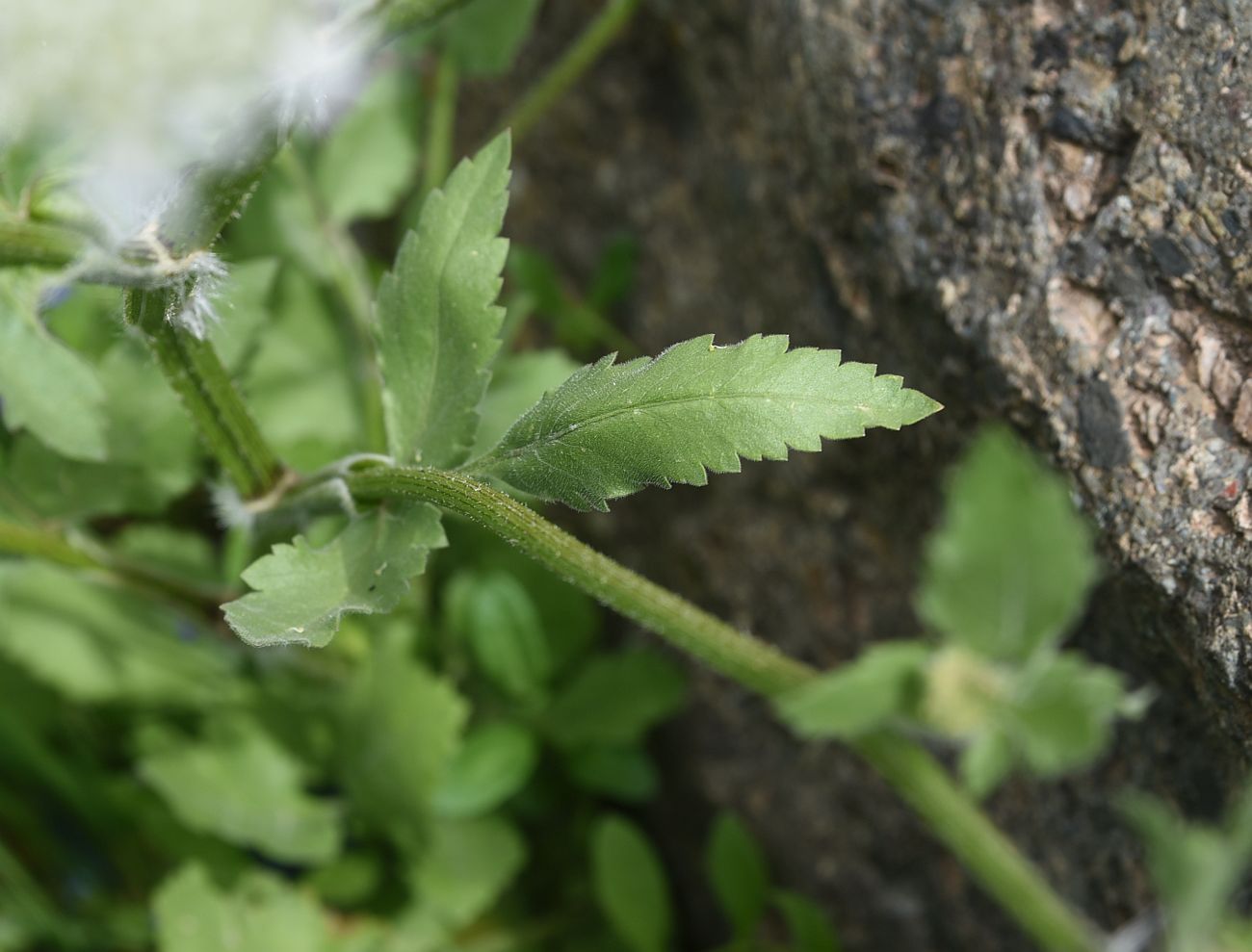Image of familia Apiaceae specimen.