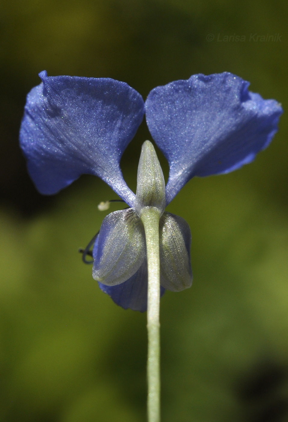 Изображение особи род Commelina.