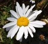 Image of taxon representative. Author is Тулкин Тиллаев