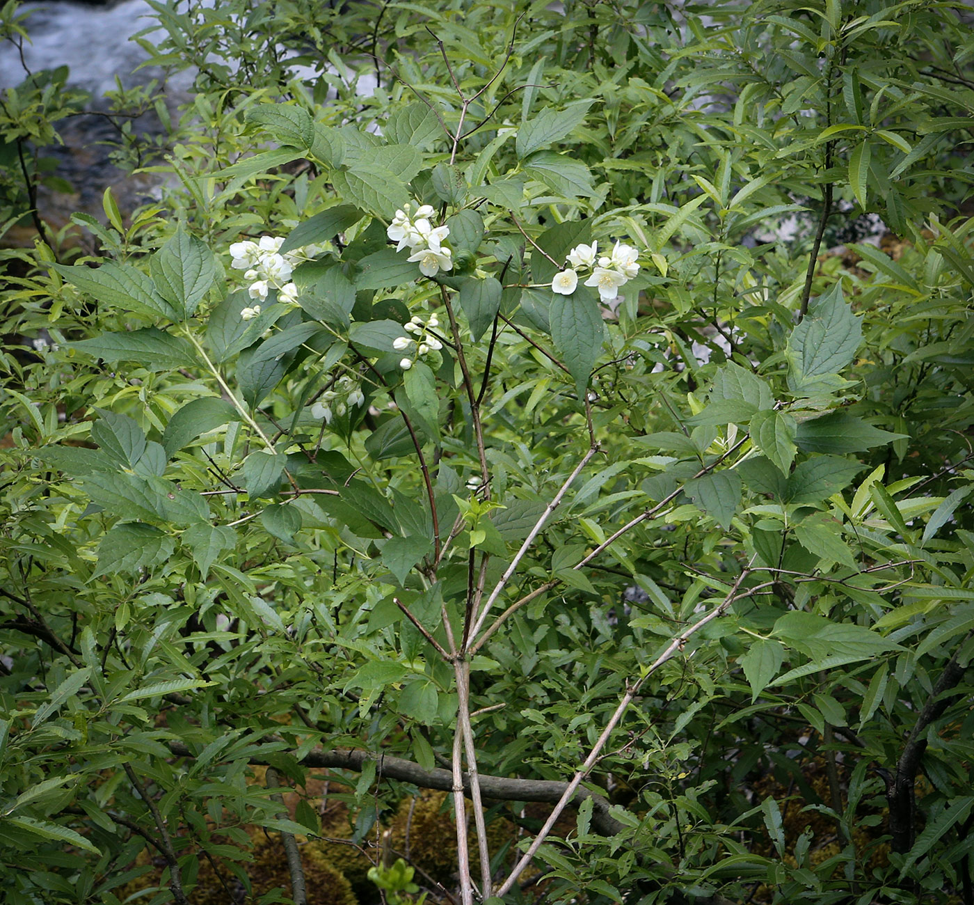 Image of Philadelphus caucasicus specimen.