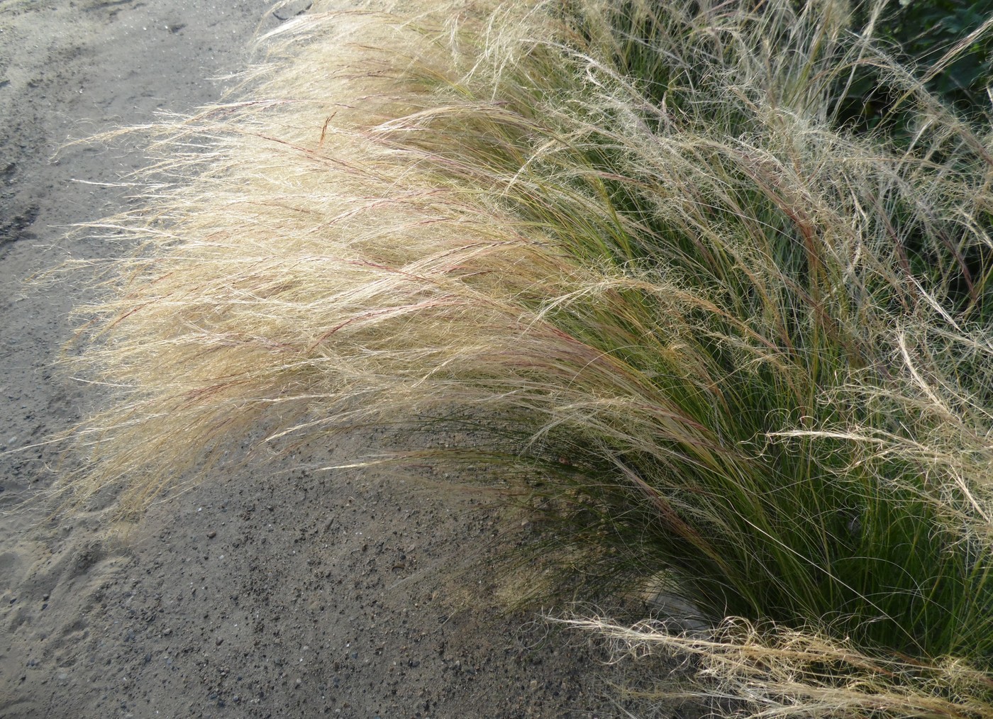 Image of Nassella tenuissima specimen.