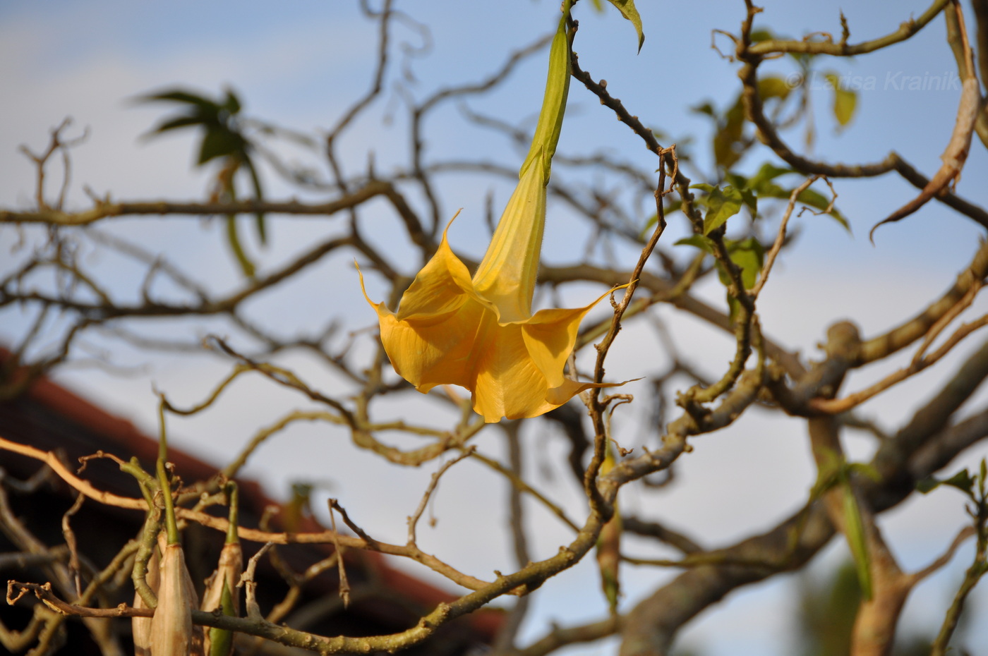 Image of genus Brugmansia specimen.