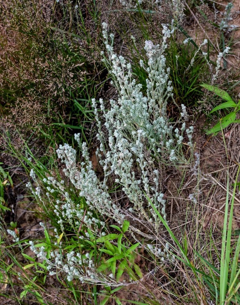 Изображение особи Filago arvensis.