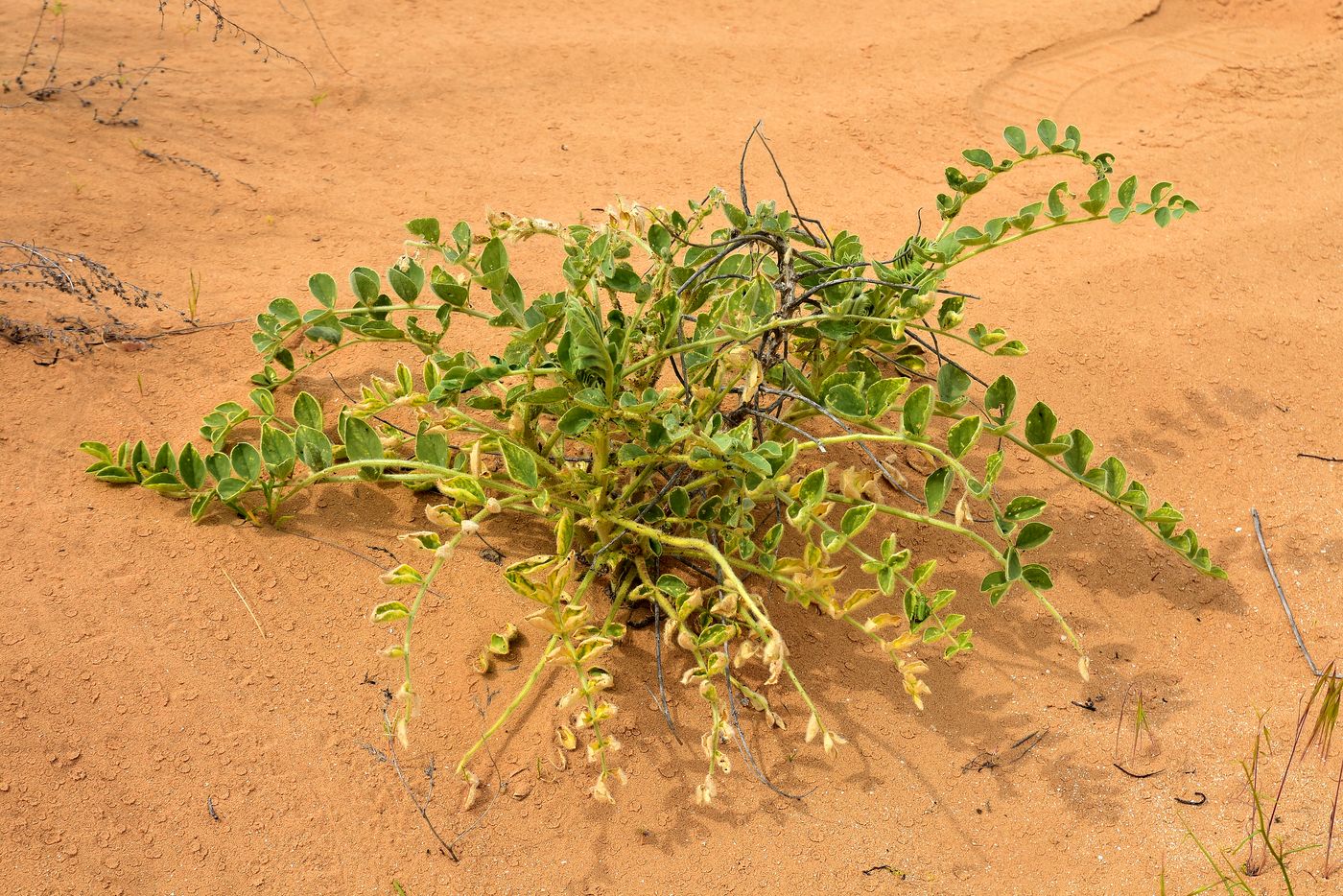 Image of Astragalus lehmannianus specimen.