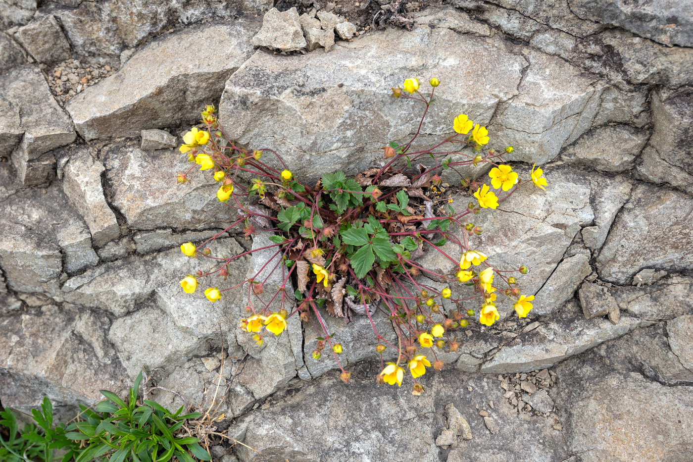 Изображение особи Potentilla fragarioides.
