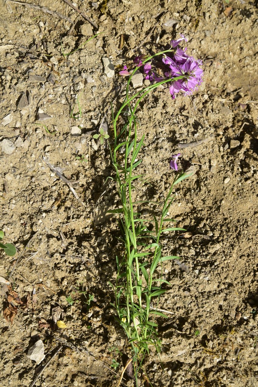 Image of Polygala major specimen.