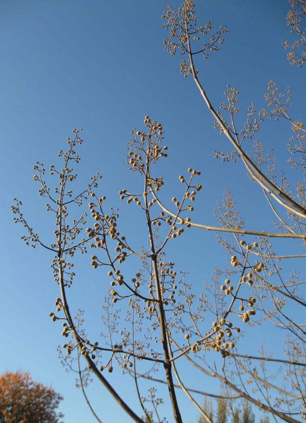 Изображение особи Paulownia tomentosa.