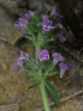 genus Thymus