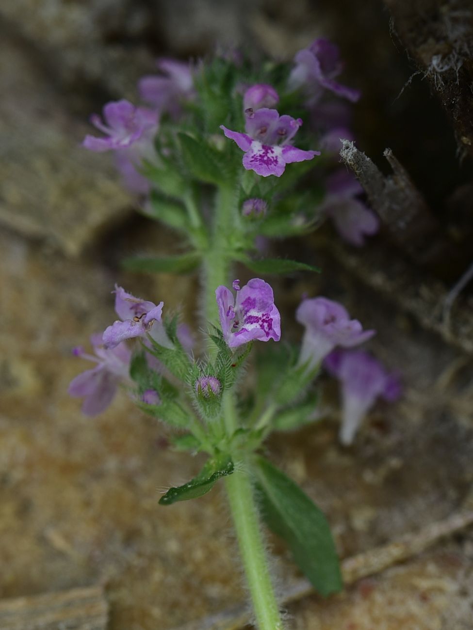 Image of genus Thymus specimen.