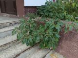 Datura stramonium variety tatula. Плодоносящее растение. Тверь, ул.Чайковского.9 Августа 2026 года.