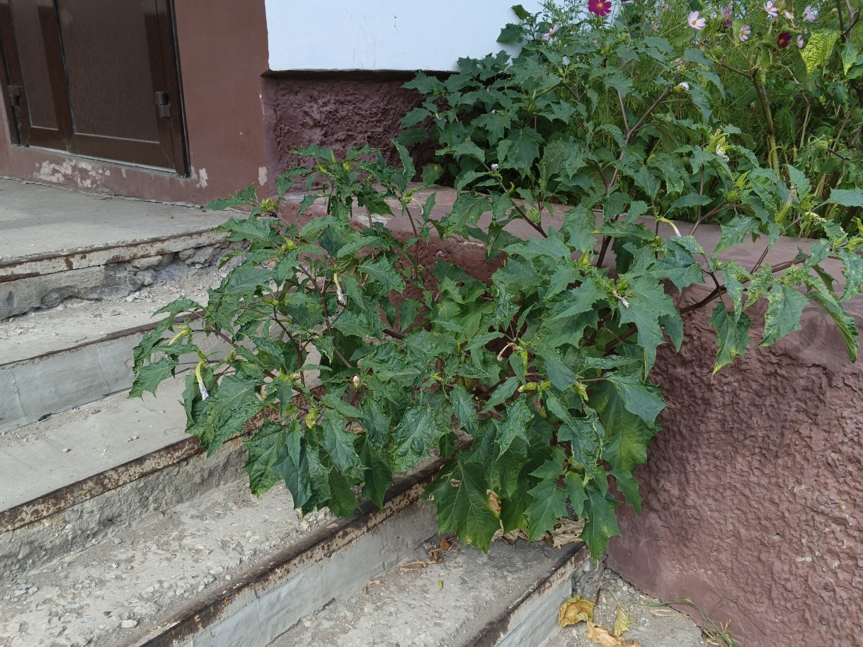 Image of Datura stramonium var. tatula specimen.