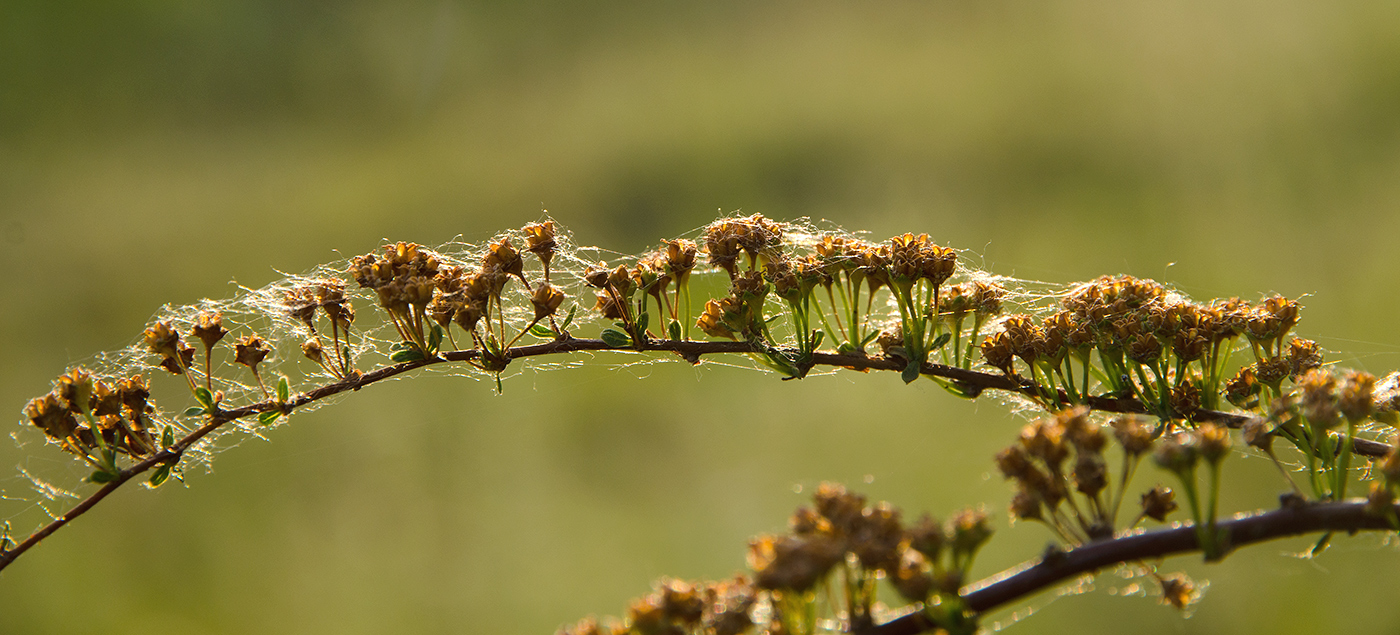 Image of genus Spiraea specimen.