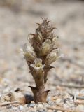 Orobanche camptolepis