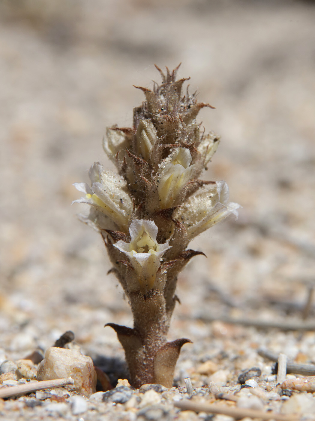 Изображение особи Orobanche camptolepis.