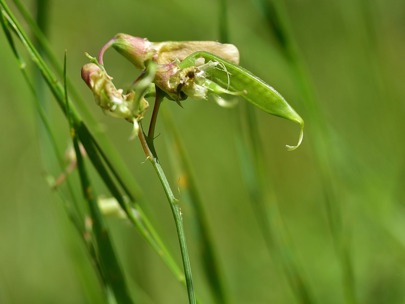 Image of genus Lathyrus specimen.