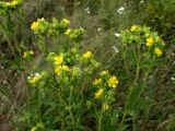 Potentilla longifolia. Верхушки цветущих растений. Хабаровский край, г. Комсомольск-на-Амуре, дол. ручья Тёплый ключ. 08.08.2026.