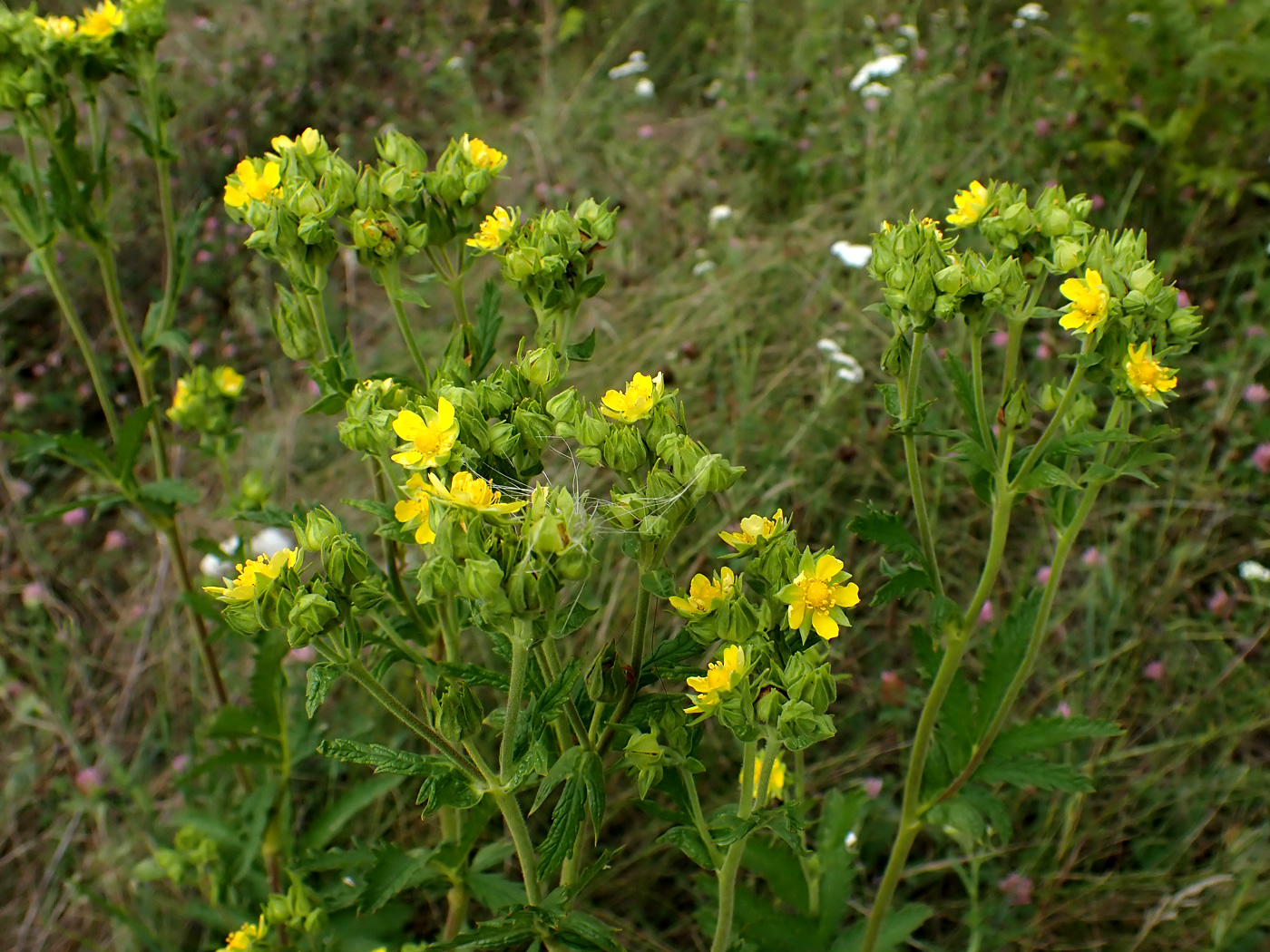Image of Potentilla longifolia specimen.