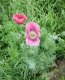 Papaver somniferum. Цветущее и плодоносящее растение. Калининградская обл., Славский р-н, у просёлочной дороги. 12 июля 2009 г.