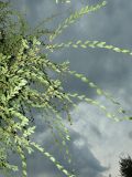 Ulmus pumila. Ветви. Республика Молдова, муниципалитет Кишинёв, г. Кодру, пустырь. 26 сентября 2026 г.