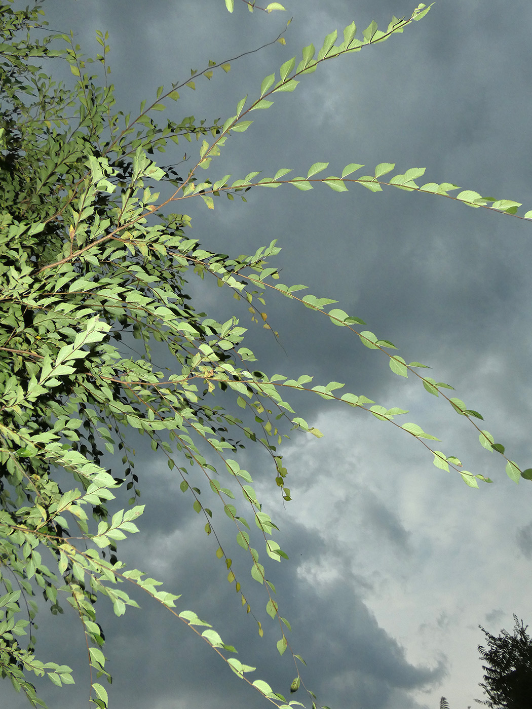 Image of Ulmus pumila specimen.