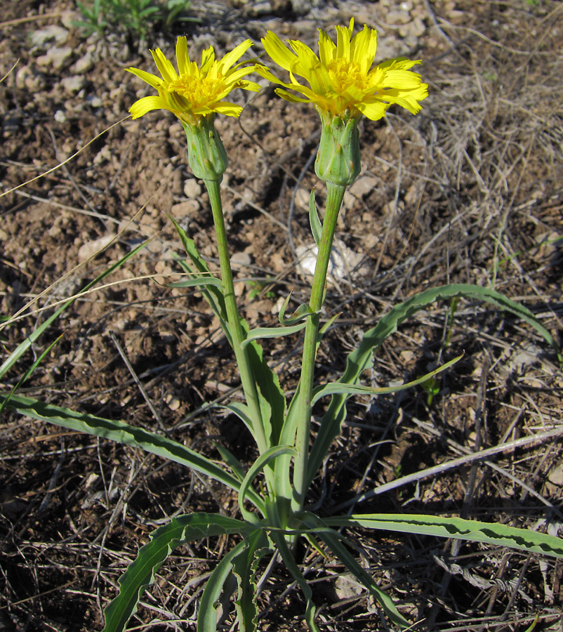 Image of Scorzonera austriaca specimen.