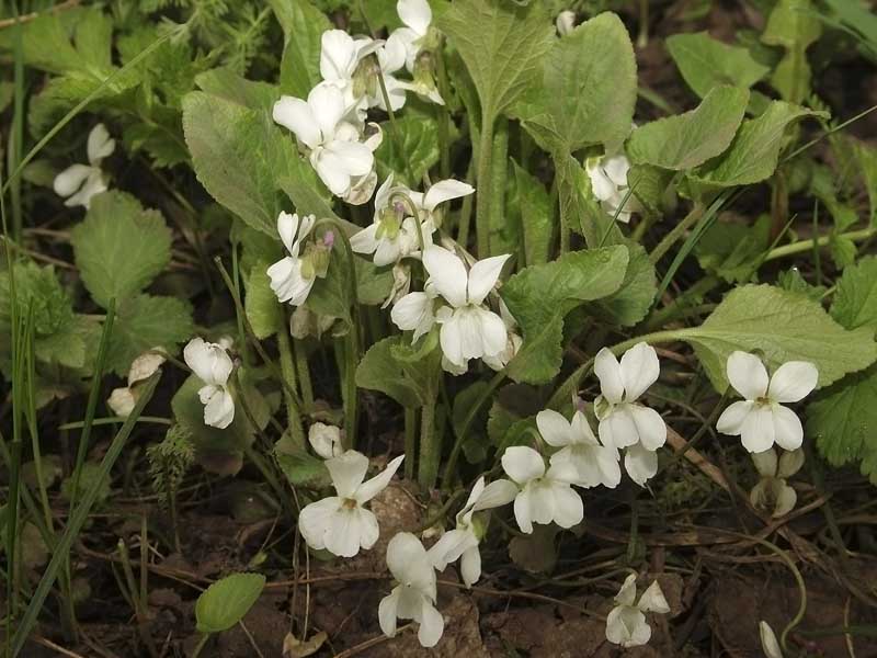 Image of Viola ambigua specimen.