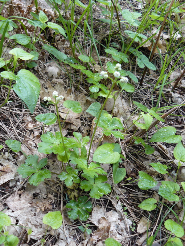 Image of Sanicula europaea specimen.