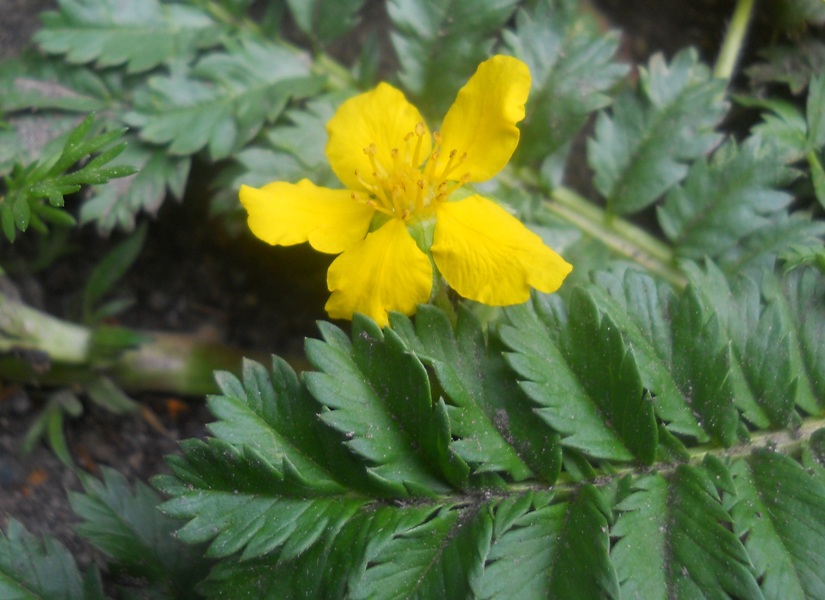 Image of Potentilla anserina specimen.